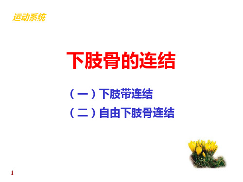 下肢骨连结.ppt