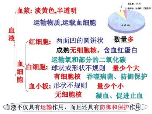 内蒙古鄂尔多斯东胜区正东中学人教版生物七年级下册第四单元第四章 人体内物质的运输 期中复习课件