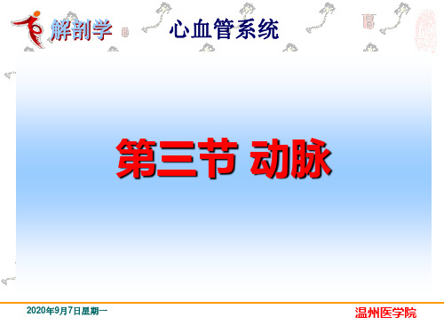 《系统解剖学》教学课件：11动脉