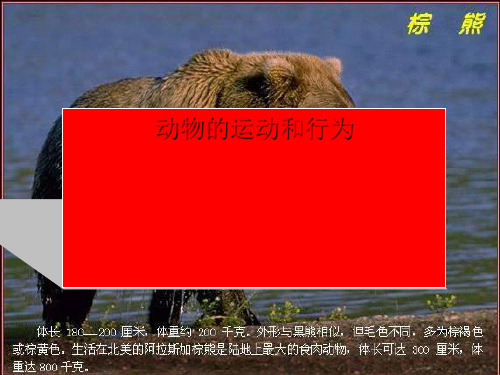 动物的运动和行为PPT课件2 人教版优秀课件