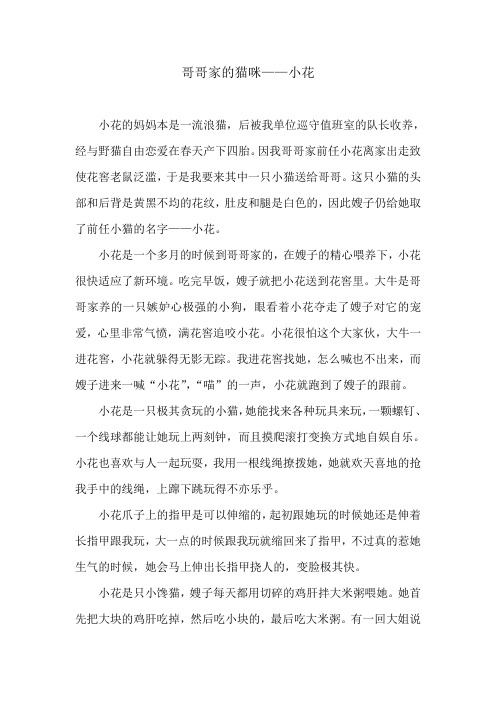 哥哥家的猫咪——小花