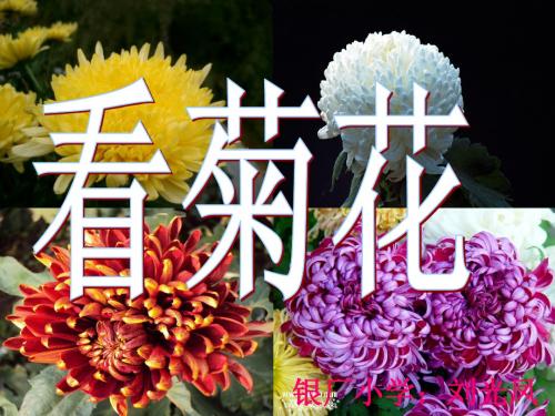 苏教版小学一年级语文上册《8 看菊花》Microsoft PowerPoint 幻灯片