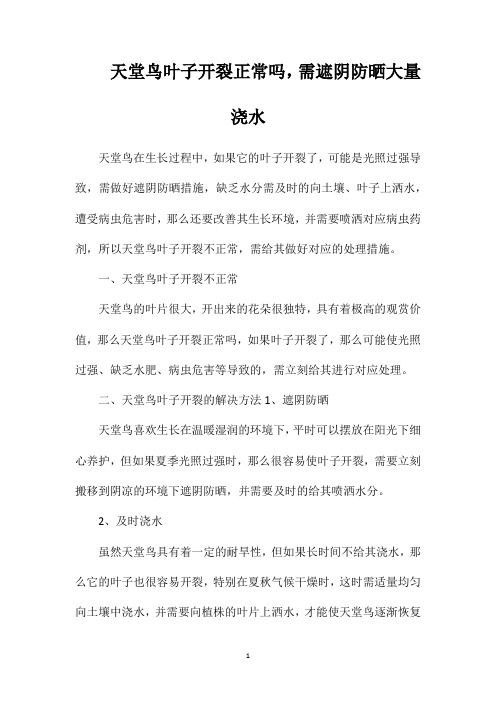 天堂鸟叶子开裂正常吗,需遮阴防晒大量浇水