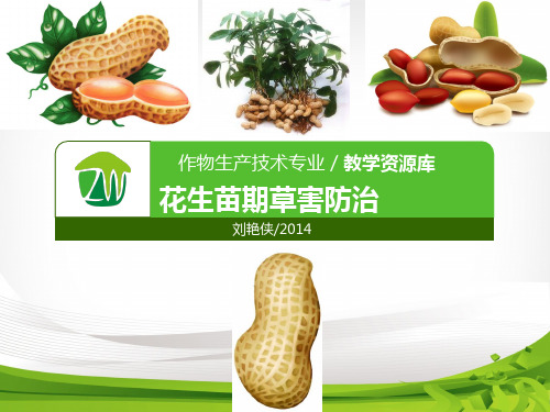 花生苗期草害防治.pptx