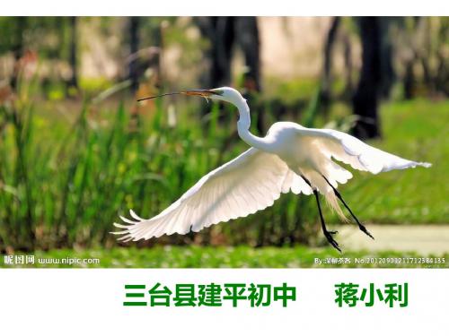 《山米与白鹤》ppt课件全面版
