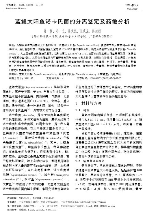 蓝鳃太阳鱼诺卡氏菌的分离鉴定及药敏分析