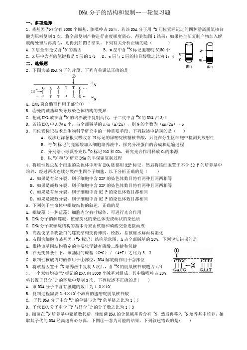 一轮复习题---DNA的结构和复制