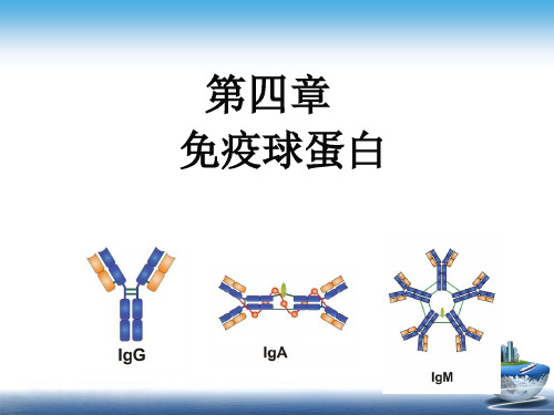 医学免疫学与病原生物学4第四章 免疫球蛋白