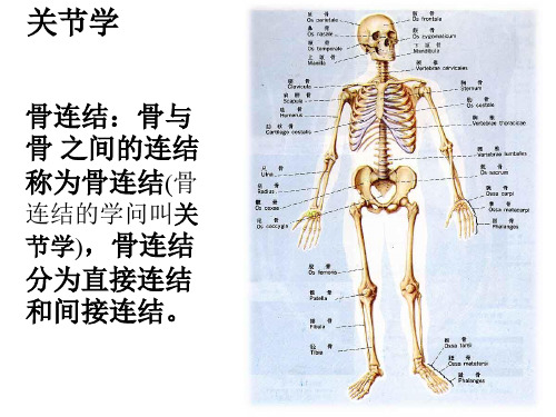 骨连接