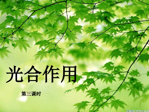 高一生物光合作用(第三课时1)