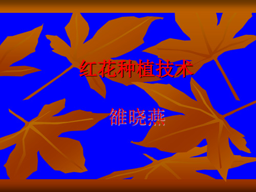 红花ppt
