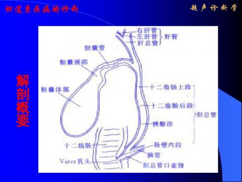 超声诊断学-2胆道-PPT精选文档