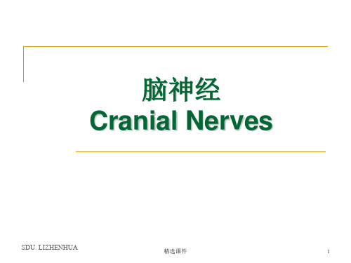 脑神经解剖