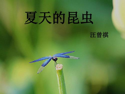《夏天的昆虫》ppt课件最新版