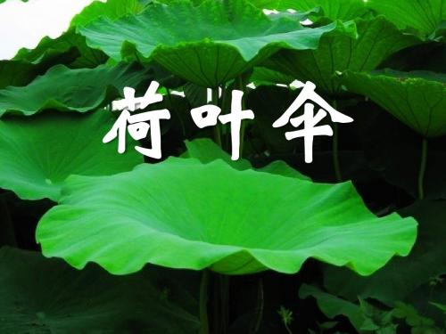 《荷叶伞》 精品课件3(共24张)