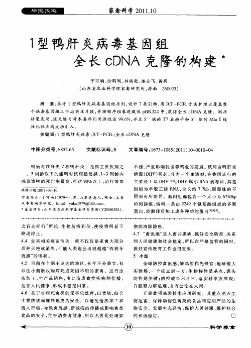 1型鸭肝炎病毒基因组全长cDNA克隆的构建