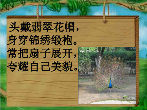 习作5 动物名片设计