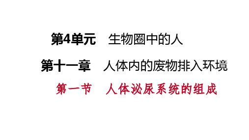 苏科版七年级生物下册第十一章人体内的废物排入环境PPT