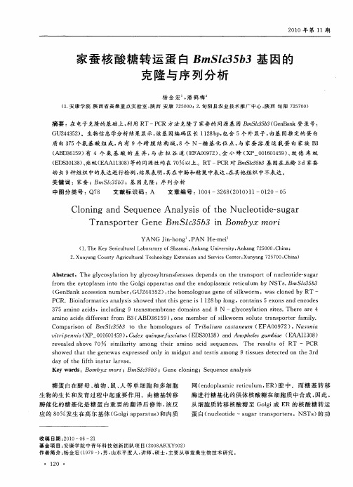 家蚕核酸糖转运蛋白BmSlc35b3基因的克隆与序列分析