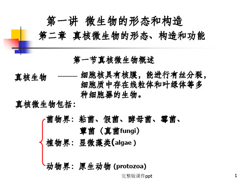 《微生物真核微生物》PPT课件