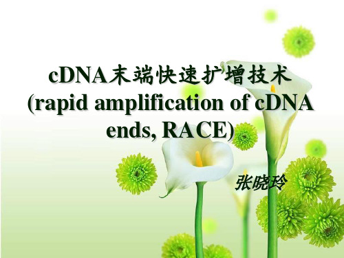 cDNA末端快速扩增技术RACE