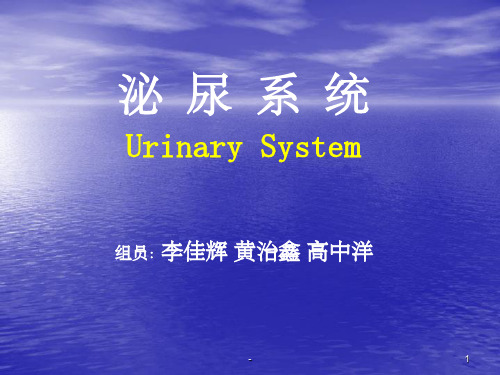 组胚泌尿系统 ppt