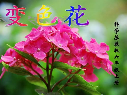 3《变色花》 上课课件