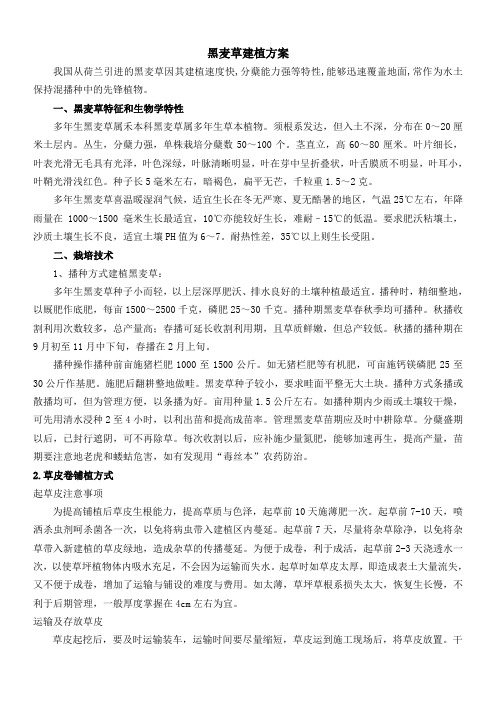 荷兰黑麦草建植