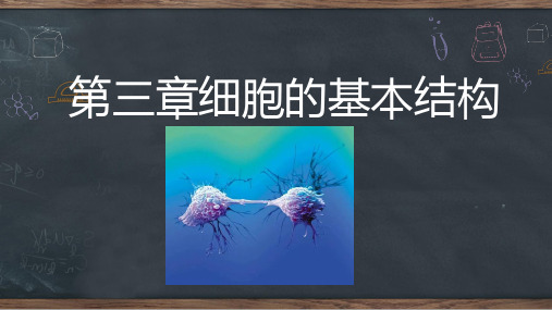细胞器之间的分工合作(第一课时)课件【新教材】人教版高中生物必修一