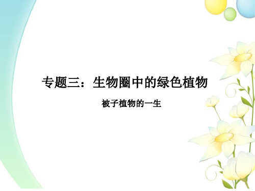 生物中考复习专题三(二)被子植物的一生