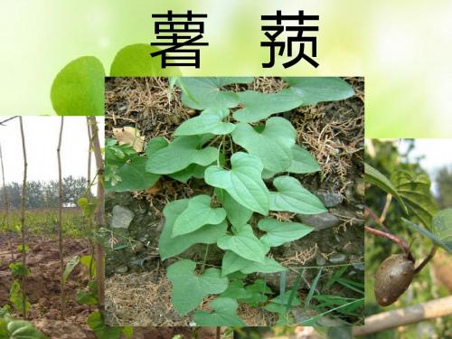 山药栽培学介绍