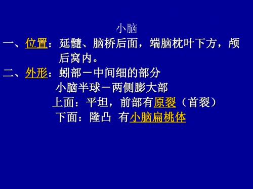 小脑一、位置：延髓、脑桥后面,端脑枕叶下方,颅 后窝内。
