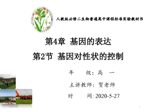 高中生物必修二第四章第二节基因对性状的控制(40张ppt)