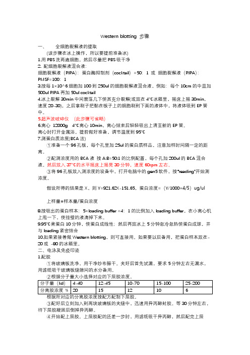 western bloting 步骤
