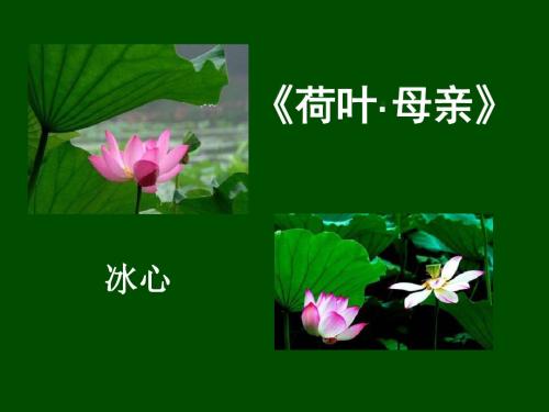 《荷叶·母亲》PPT