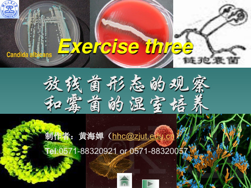 放线菌形态的观察和霉菌的湿室培养.ppt
