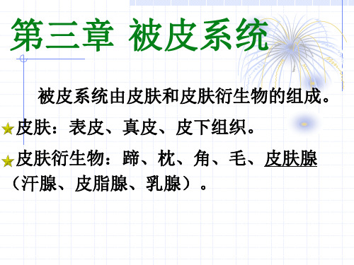 动物解剖学被皮系统