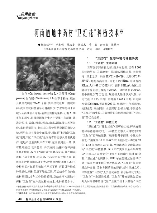 河南道地中药材“卫红花”种植技术