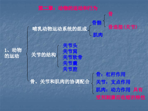 动物的运动和行为PPT人教版八上课件.ppt