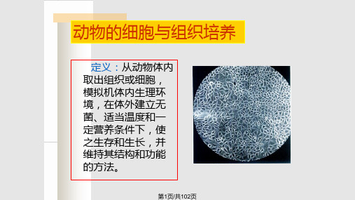 guan动物细胞培养PPT课件