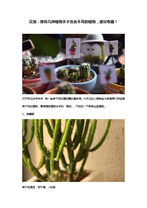 花加：推荐几种植物杀手也养不死的植物,建议收藏!