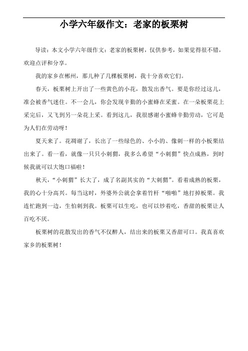 小学六年级作文：老家的板栗树