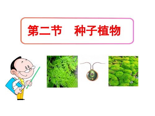 (名师整理)生物七年级上册第3单元第1章第2节《种子植物》省优质课获奖课件 