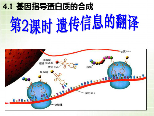 《遗传信息的翻译》PPT课件