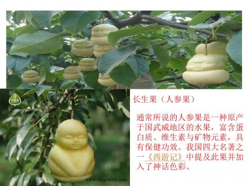 4我的长生果(ppt)