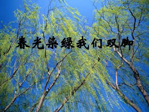 《春光染绿我们双脚》ppt课件[1]
