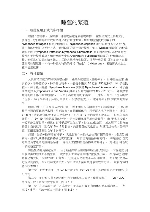 睡莲的繁殖
