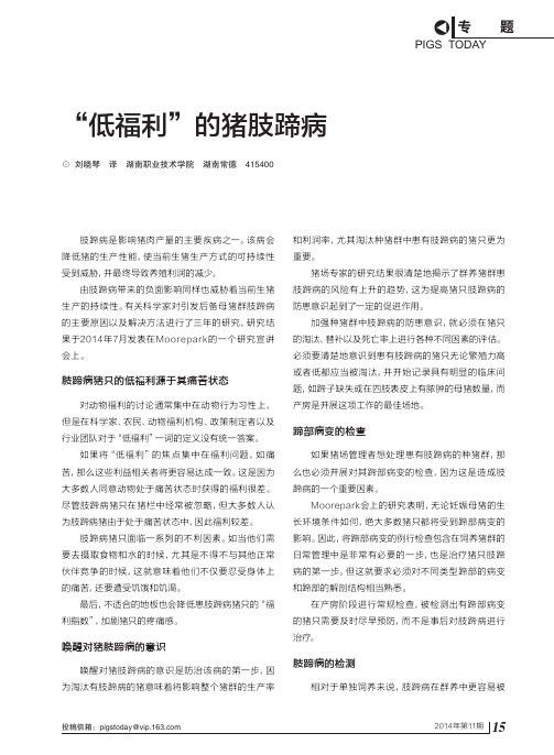 低福利的猪肢蹄病