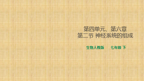 人教版初中生物七年级下册4.6.2神经系统的组成课件(共28张PPT)