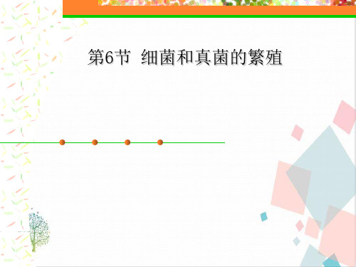 细菌和真菌的繁殖完美课件-ppt下载
